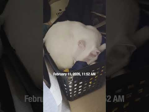 今のシロ。2026年2月11日　 #猫 #保護猫 #猫のいる暮らし