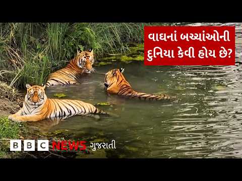 BBC <strong>Earth</strong> : વાઘણ પોતાનાં બચ્ચાંને કેવી રીતે ઉછેરે છે?