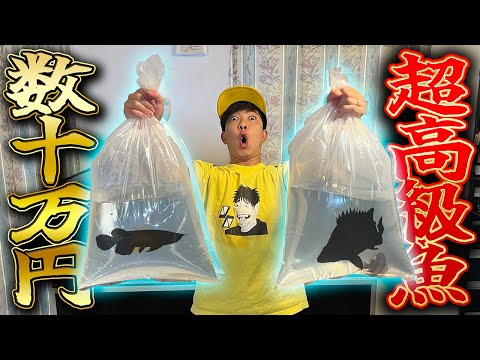 金色に輝く超高級観賞魚が届いたんだけどおおおおおお！！！！