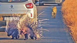 Porcupine With No Face Runs For It as Male Leopard is Distracted by Female