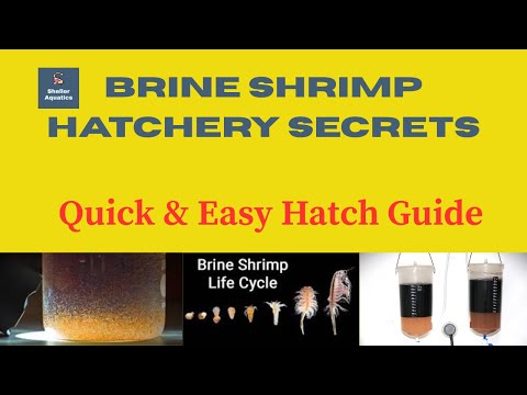 The Ultimate Brine Shrimp Hatcher! YouTube Video Description_
Brine Shrimp Hatchery Secrets | Quick & Easy Hatch Guide

Are you tired o