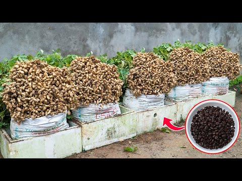 How To Grow A Ton Of Peanuts In A Sack That No One Knows About | Using Coffee As Fertilizer