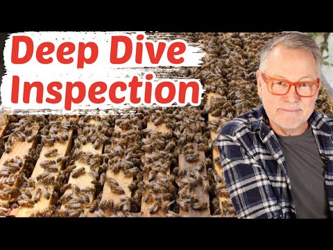 Beekeeping: How To Do A Deep Inspection For Swarm Cells & Pollen Stores