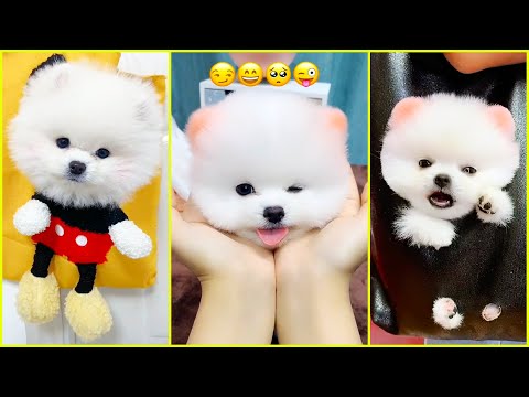 The Most Lovable Pomeranian Puppies Ever 🐾 Chó Phốc Sóc Mini Đáng Yêu Nhất Thế Giới 😍 #595