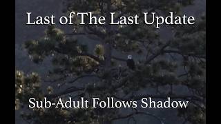 Last Of The Last Jackie Shadow Update