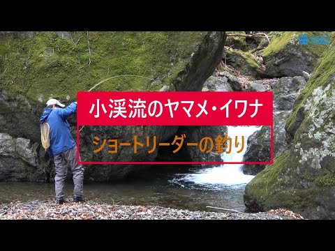 小渓流のヤマメ・イワナ　「ショートリーダーの釣り」　#flyfishing #yamame #iwana #ヤマメ #イワナ #渓流釣り