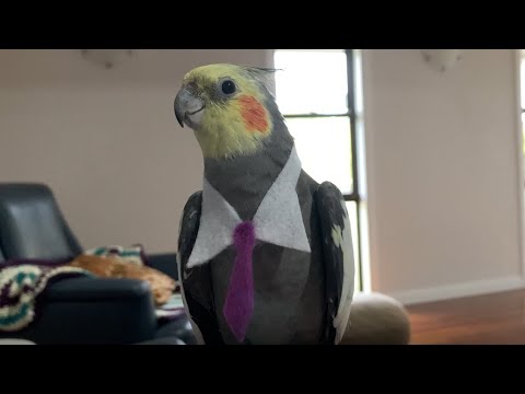 Boss Birdy