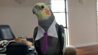 Boss Birdy