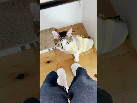 お膝大好きマンが仕事中にやってきた #cats