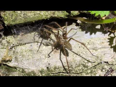 Large House Spider - námluvy pavouků pokoutníků (Eratigena), srpen 2025