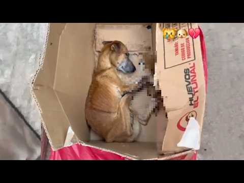 All He Begged For Was Scraps To Survive. But What He Got Instead Tore My Heart Apart...
