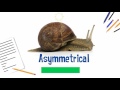 Understanding Asymmetrical Animals