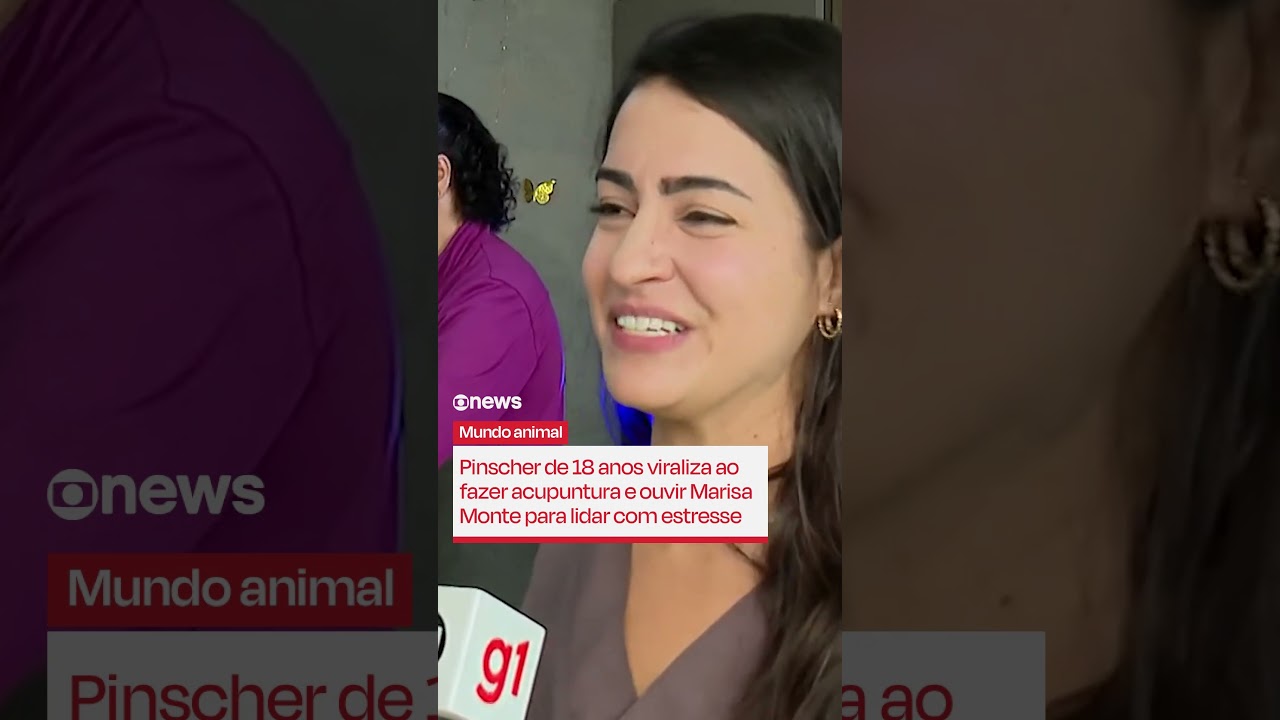 Pinscher de 18 anos viraliza ao fazer acupuntura e ouvir Marisa Monte para lidar com estresse