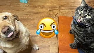 🤣 Animales que te harán MORIR de la RISA 🐶😹 Tienes que VERLOS 🙃
