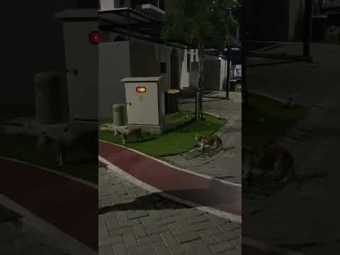 Kucing Bapao Kalah Dan Pergi #cat #nizamkucinglucu #cute #貓咪日常 #imut #貓 #kucinganggoralucudanimut