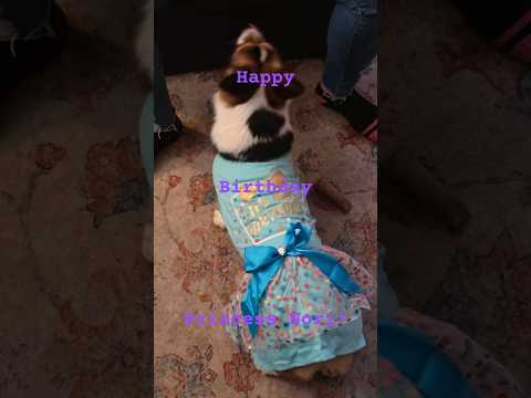 happy birthday Nori! #corgi #pets #cute #puppy #shorts #dog #doggielife