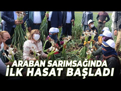 Şifa Deposu Araban Sarımsağının Hasadı Başladı