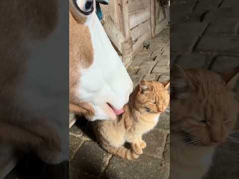 When kitties meet horse#horse#love#pet#funnyvideo#foryou