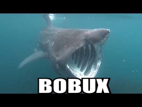 bobux voucher code