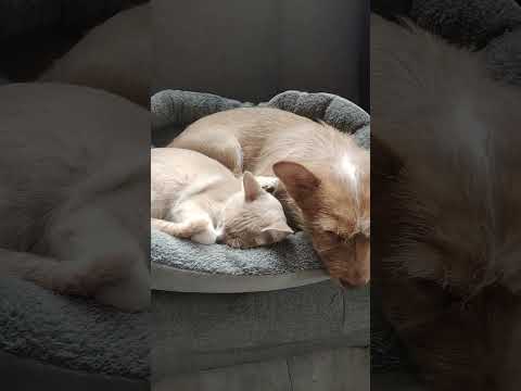 cats and dog