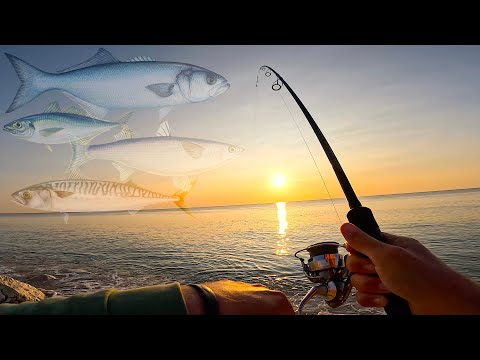 È SUCCESSO DI TUTTO! TANTE Specie Diverse a Spinning dalla Spiaggia! Pesca in Mare: Tramonto e Alba