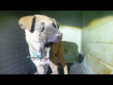Puppy broken jaw and missing an eye, he cried loudly when he saw the teenagers