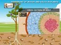 Plant Water Transport and Functions