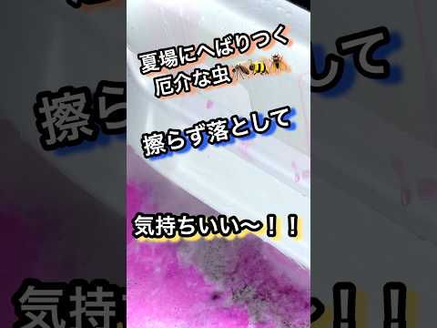 車に付いた虫を綺麗に落とす方法！！ #洗車 #研磨 #コーティング #diy #車 #車好き #detailing #carwash #shorts #youtubeshorts #虫 #シャンプー