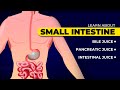 Digestive System Functions and Enzymes
