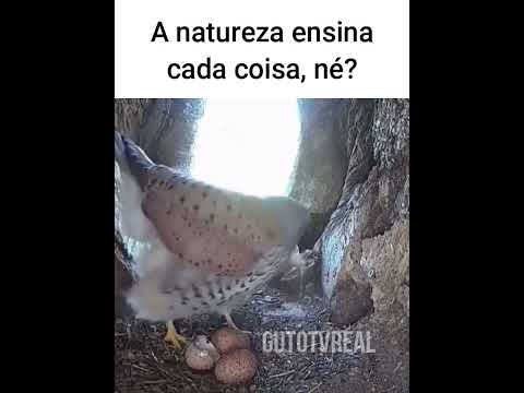 Jenuário comeu os ovos de Betânia e se deu mal #funnymemes #animaisdublados #memes #comediaanimal