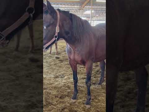 Safety for Two: A Blind Mother’s Hope #help #horse #animals