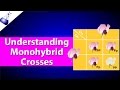 Exploring Monohybrid Genetic Crosses