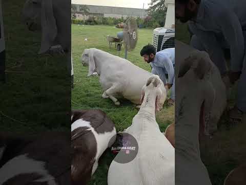 #mashallah_ماشاءالله quality heavyweight Bakre #allindiagoatfarm