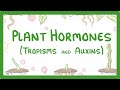 Auxins and Plant Responses