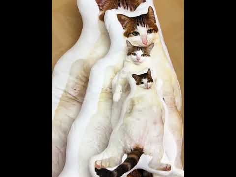 cat camouflage💀 #foryou #fyp #viral #viralshorts #animals