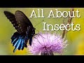 Insects: Nature's Ubiquitous Creatures