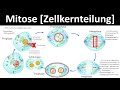 Mitose und Zellzyklus Konzepte