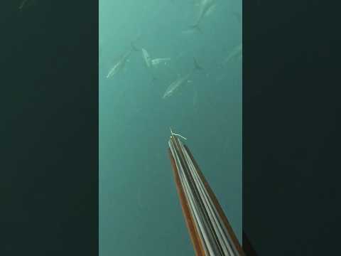 Spearing giant bluefin tuna! 100lb + video thumbnail