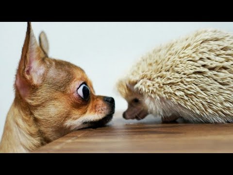 Super FUNNY CHIHUAHUAS - It's TIME to LAUGH HARD!
