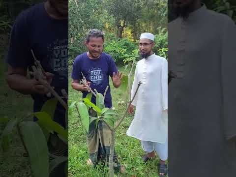 গাছ কি ভাবে গুলগাল করলাম #indoorplantplantnursery #gardenplants #gardentrees #gardern #gardenflower