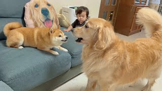 1歳児が豆柴に怒られてるとわかり飛び起きて守りにいくゴールデンレトリバー
