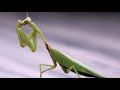 Insect Life Cycles and Metamorphosis