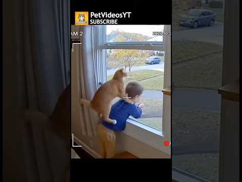 SMART CAT Saves Child From DANGER. ⚠️‼️