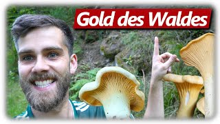 Pilze ohne Ende | Pfifferlinge sammeln, Steinpilze, Hexenröhrlinge & mehr | 8 Arten im Wald