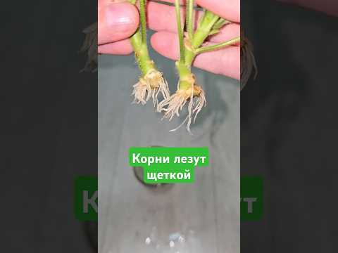 ЖАЛЕЮ, ЧТО не укореняла так ГЕРАНЬ, корни лезут быстро щеткой, история одного куста