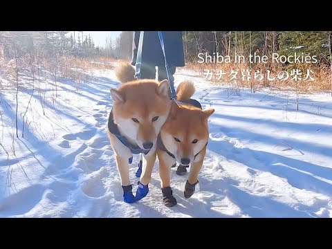 極寒-27度のカナダで体を寄せ合って散歩に行く柴犬たちがこちらです【4K】