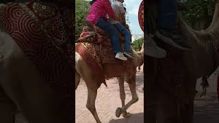 #camel #camelriding #camelride #uutni #camelculture #camels #mhow #indore #ghumighumi #love #like