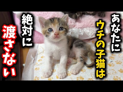 迷惑な譲渡希望者から子猫を守るためのヒントと対策 サムネイル