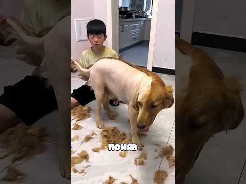 Этот мальчик побрил собаку наполовину и попытался всё исправить