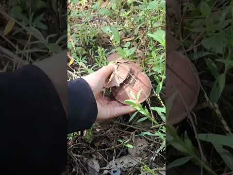 เห็ดขม ครัวบ้านๆของนางYEN เห็ดขม